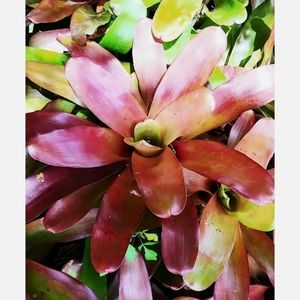 6 Bromeliad Neoregelia Fireball Tropical Plants